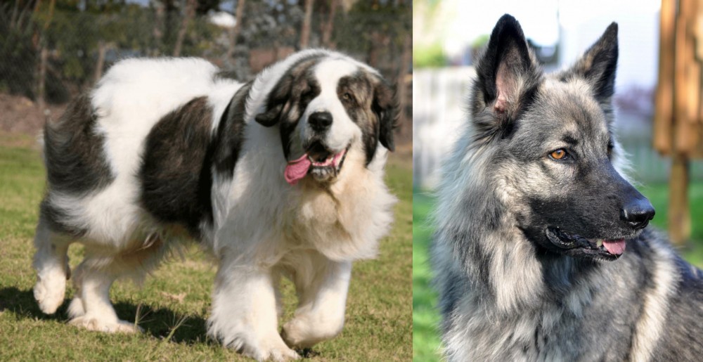 Shiloh Shepherd vs Pyrenean Mastiff - Breed Comparison