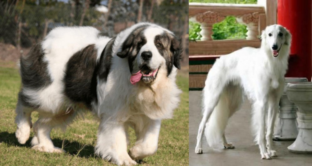 Silken Windhound vs Pyrenean Mastiff - Breed Comparison