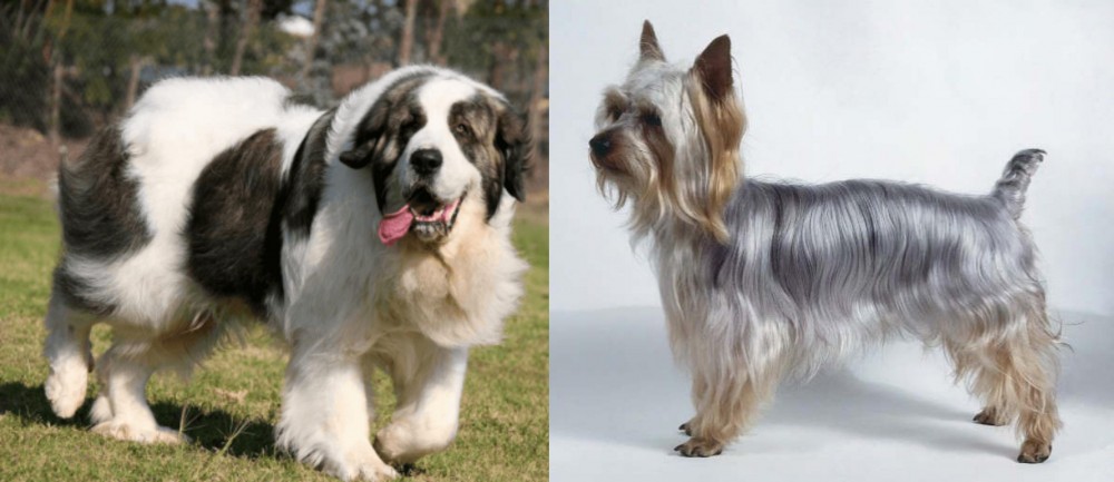 Silky Terrier vs Pyrenean Mastiff - Breed Comparison