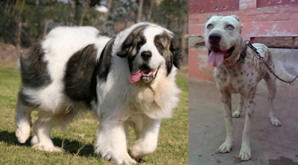 Sindh Mastiff vs Pyrenean Mastiff - Breed Comparison