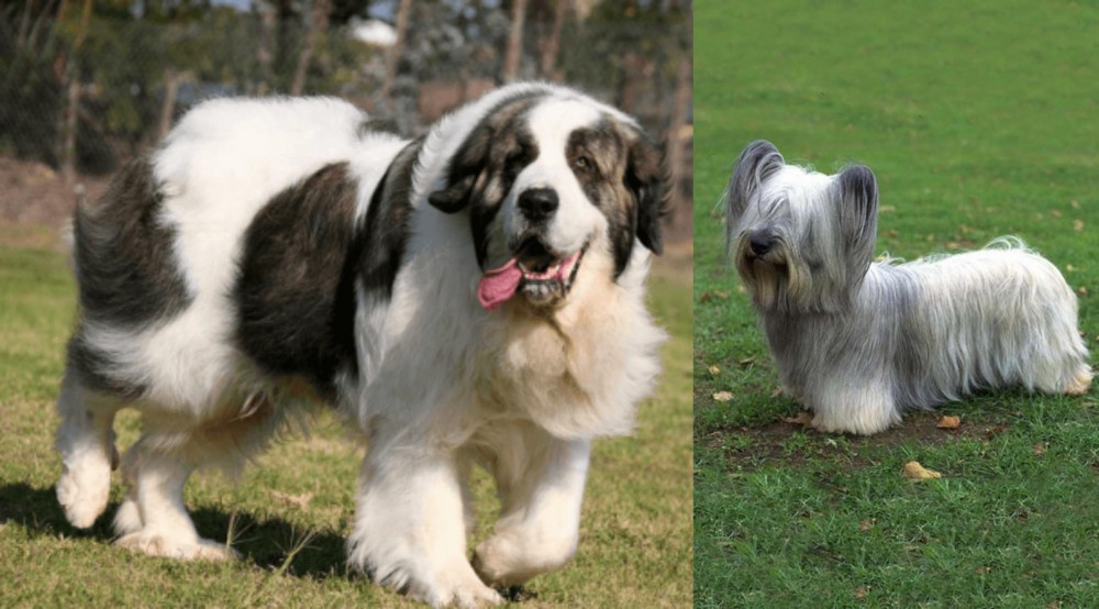 Skye Terrier vs Pyrenean Mastiff - Breed Comparison