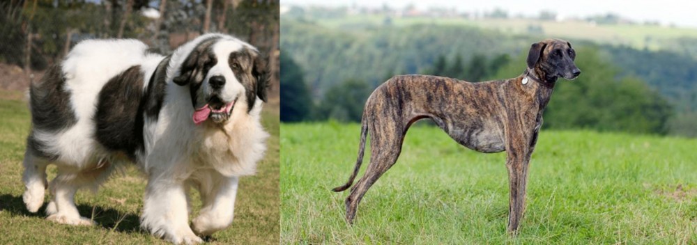 Sloughi vs Pyrenean Mastiff - Breed Comparison