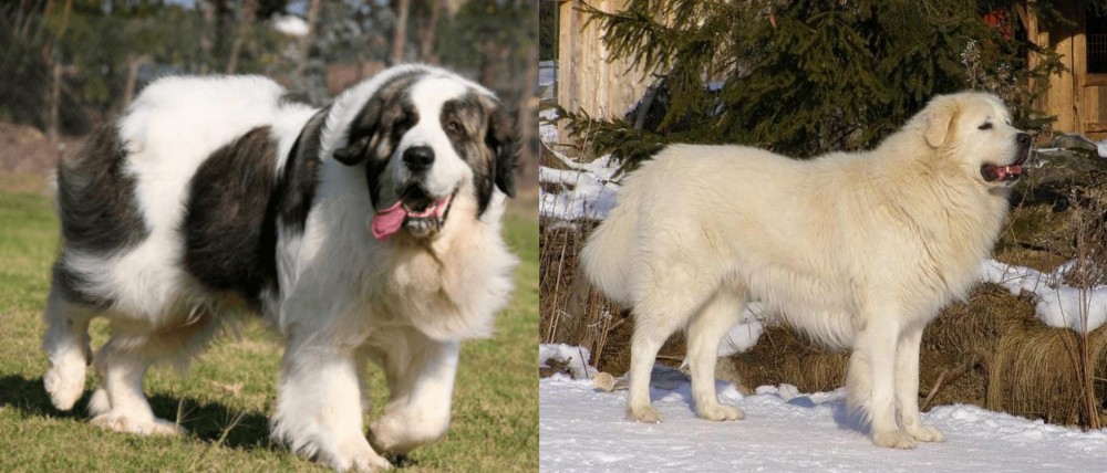 Slovak Cuvac vs Pyrenean Mastiff - Breed Comparison