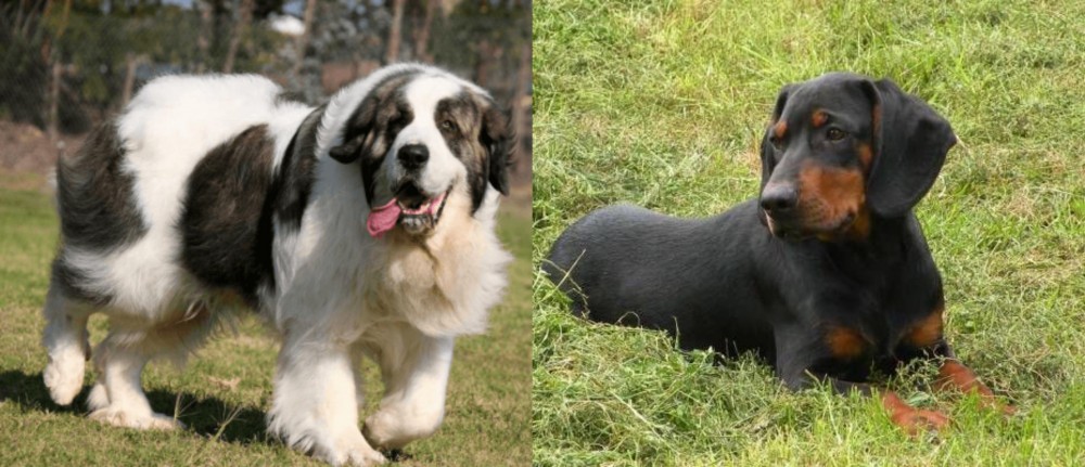 Slovakian Hound vs Pyrenean Mastiff - Breed Comparison
