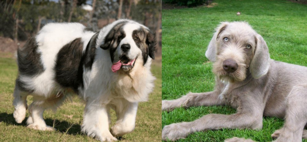 Slovakian Rough Haired Pointer vs Pyrenean Mastiff - Breed Comparison