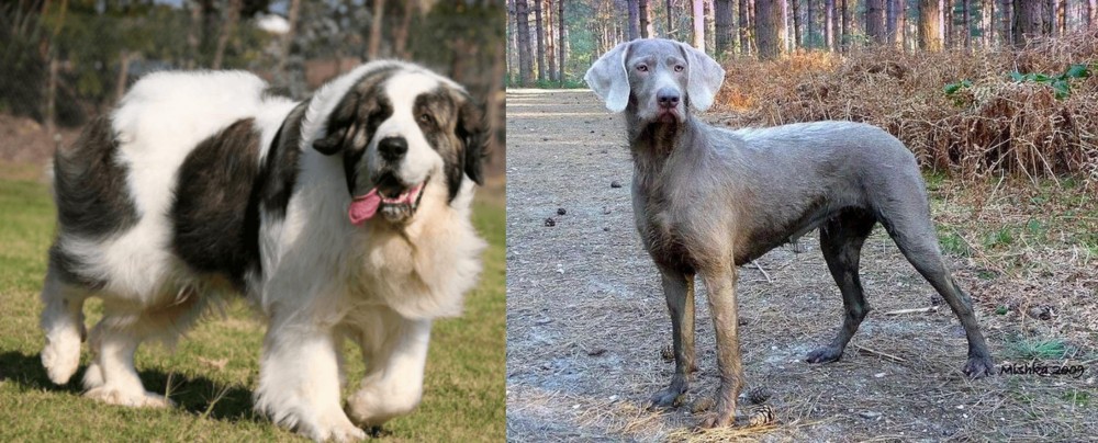 Slovensky Hrubosrsty Stavac vs Pyrenean Mastiff - Breed Comparison