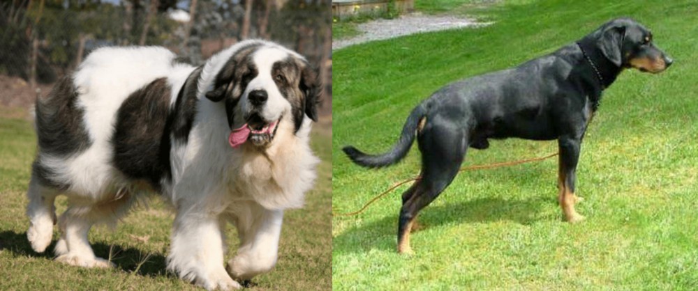 Smalandsstovare vs Pyrenean Mastiff - Breed Comparison