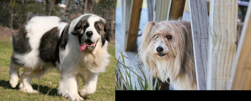 Smithfield vs Pyrenean Mastiff - Breed Comparison