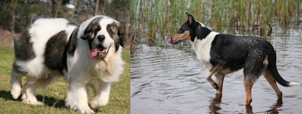 Smooth Collie vs Pyrenean Mastiff - Breed Comparison