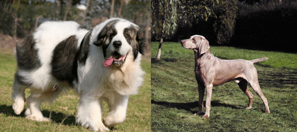 Smooth Haired Weimaraner vs Pyrenean Mastiff - Breed Comparison