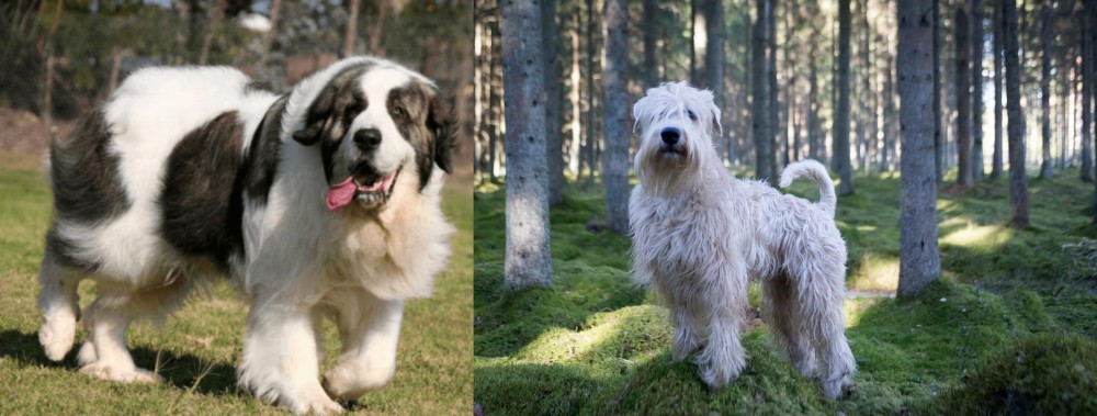 Soft-Coated Wheaten Terrier vs Pyrenean Mastiff - Breed Comparison