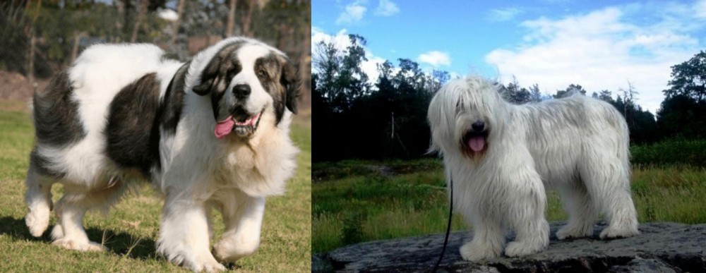 South Russian Ovcharka vs Pyrenean Mastiff - Breed Comparison