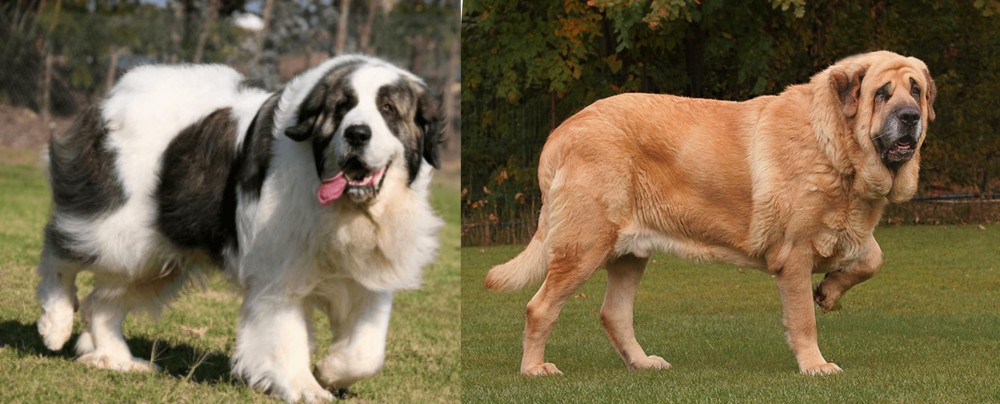 Spanish Mastiff vs Pyrenean Mastiff - Breed Comparison