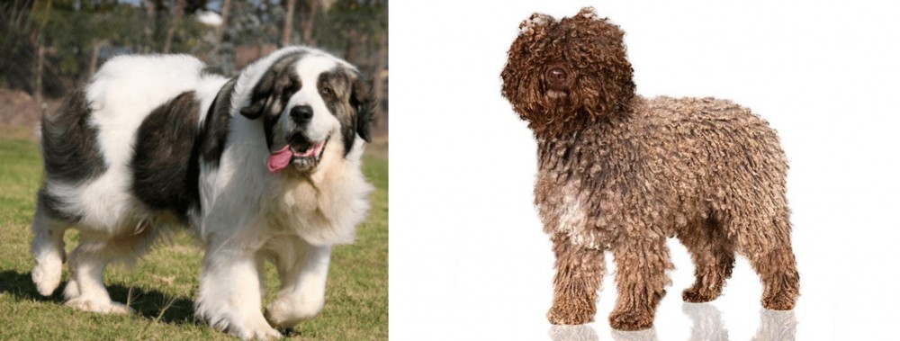 Spanish Water Dog vs Pyrenean Mastiff - Breed Comparison