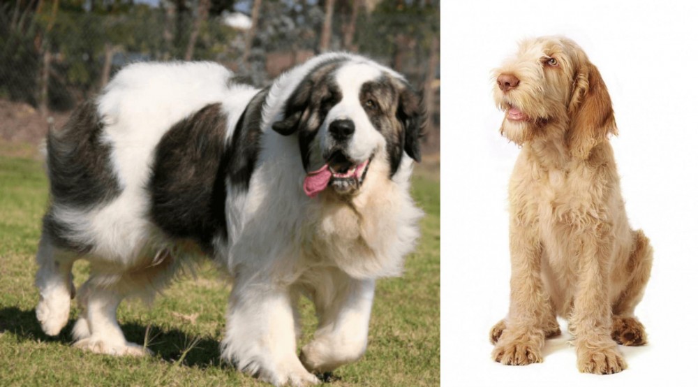 Spinone Italiano vs Pyrenean Mastiff - Breed Comparison