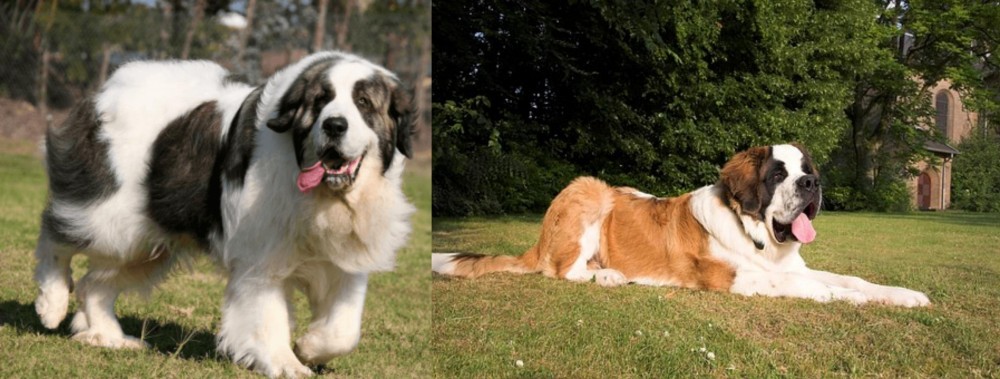 St. Bernard vs Pyrenean Mastiff - Breed Comparison