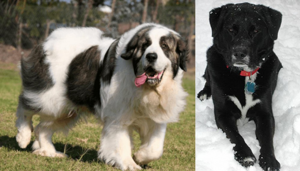 St. John's Water Dog vs Pyrenean Mastiff - Breed Comparison