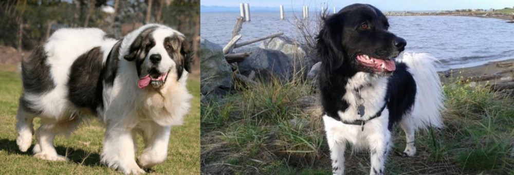 Stabyhoun vs Pyrenean Mastiff - Breed Comparison