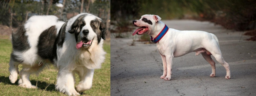 Staffordshire Bull Terrier vs Pyrenean Mastiff - Breed Comparison