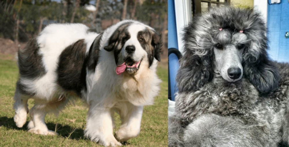 Standard Poodle vs Pyrenean Mastiff - Breed Comparison