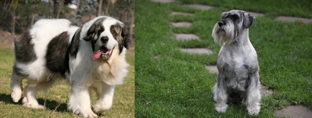 Standard Schnauzer vs Pyrenean Mastiff - Breed Comparison