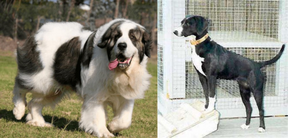 Stephens Stock vs Pyrenean Mastiff - Breed Comparison