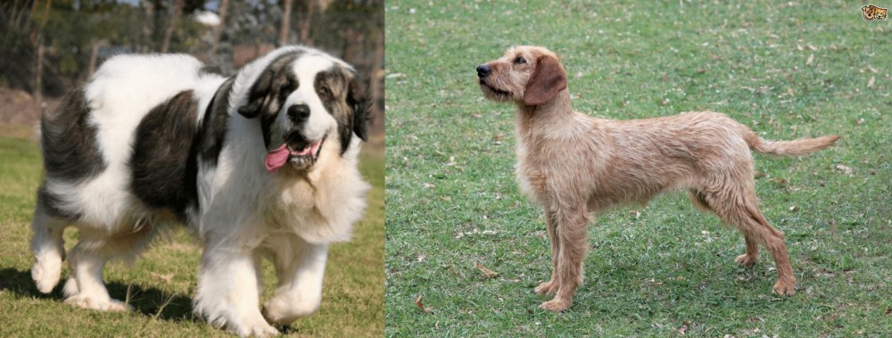 Styrian Coarse Haired Hound vs Pyrenean Mastiff - Breed Comparison