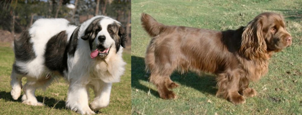 Sussex Spaniel vs Pyrenean Mastiff - Breed Comparison