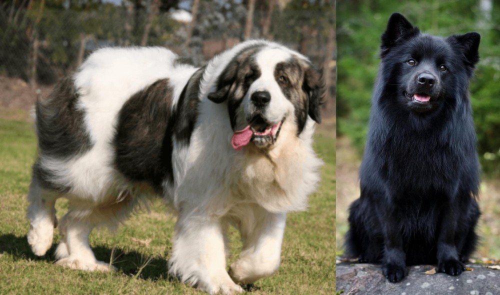 Swedish Lapphund vs Pyrenean Mastiff - Breed Comparison