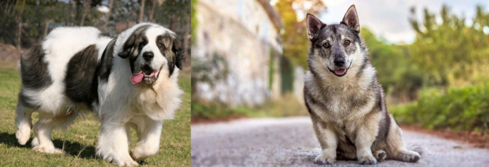 Swedish Vallhund vs Pyrenean Mastiff - Breed Comparison