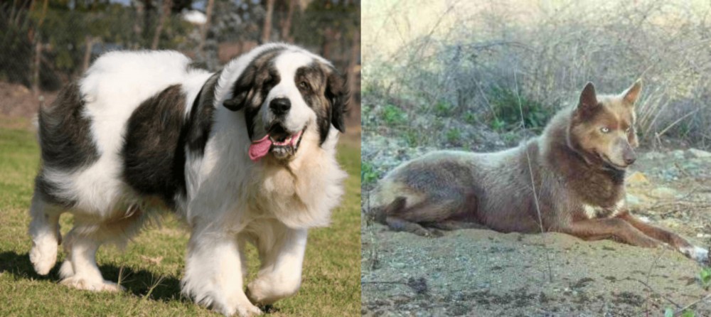 Tahltan Bear Dog vs Pyrenean Mastiff - Breed Comparison