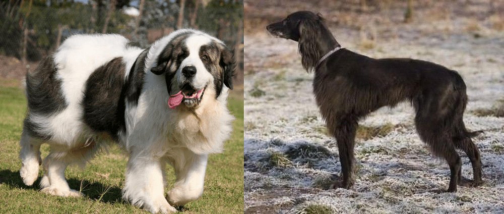 Taigan vs Pyrenean Mastiff - Breed Comparison