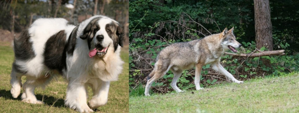 Tamaskan vs Pyrenean Mastiff - Breed Comparison