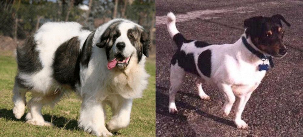 Teddy Roosevelt Terrier vs Pyrenean Mastiff - Breed Comparison