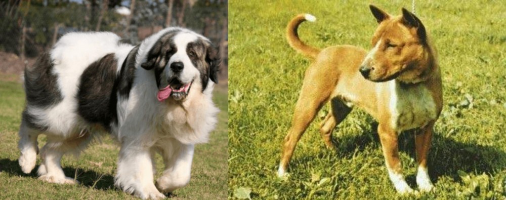 Telomian vs Pyrenean Mastiff - Breed Comparison