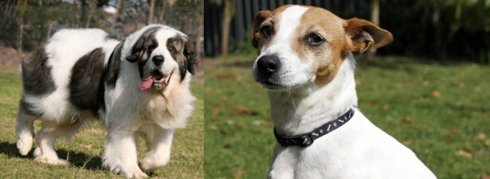 Tenterfield Terrier vs Pyrenean Mastiff - Breed Comparison