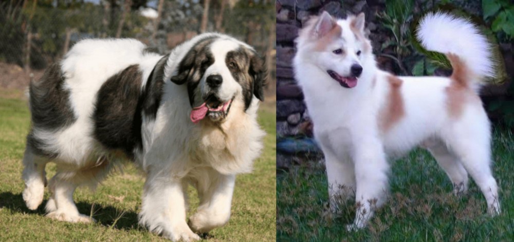 Thai Bangkaew vs Pyrenean Mastiff - Breed Comparison