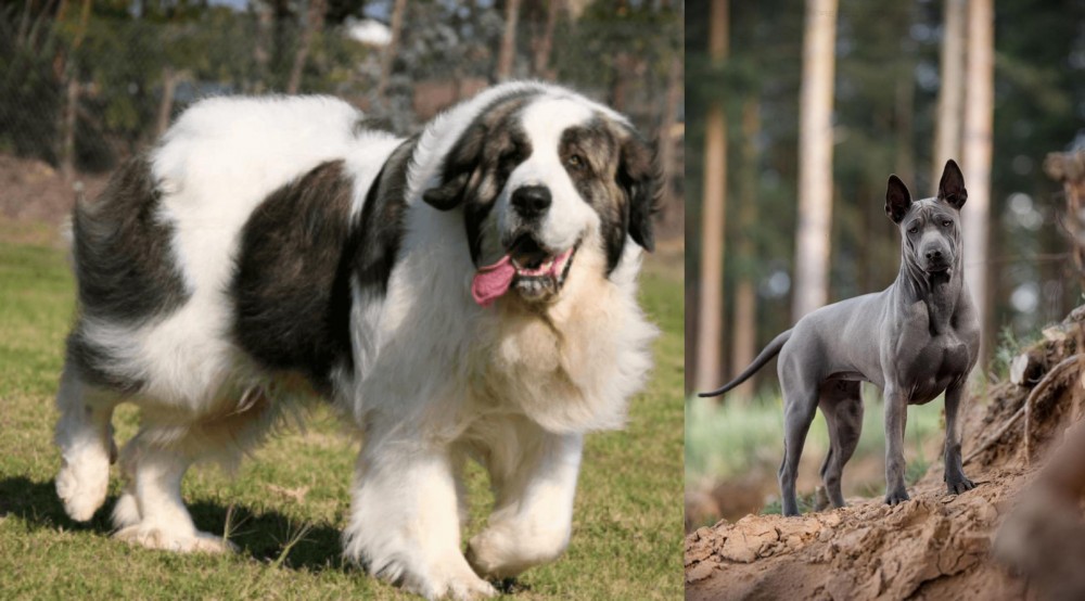 Thai Ridgeback vs Pyrenean Mastiff - Breed Comparison