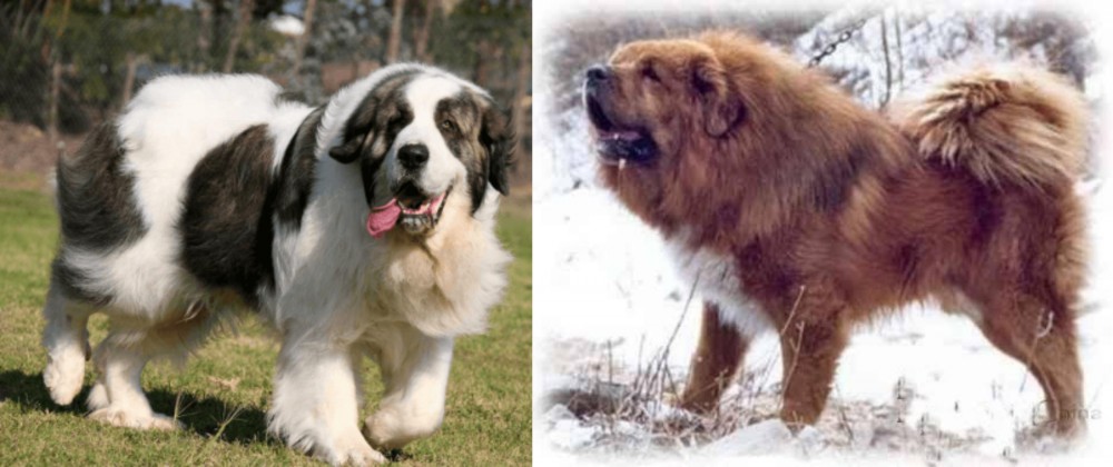 Tibetan Kyi Apso vs Pyrenean Mastiff - Breed Comparison