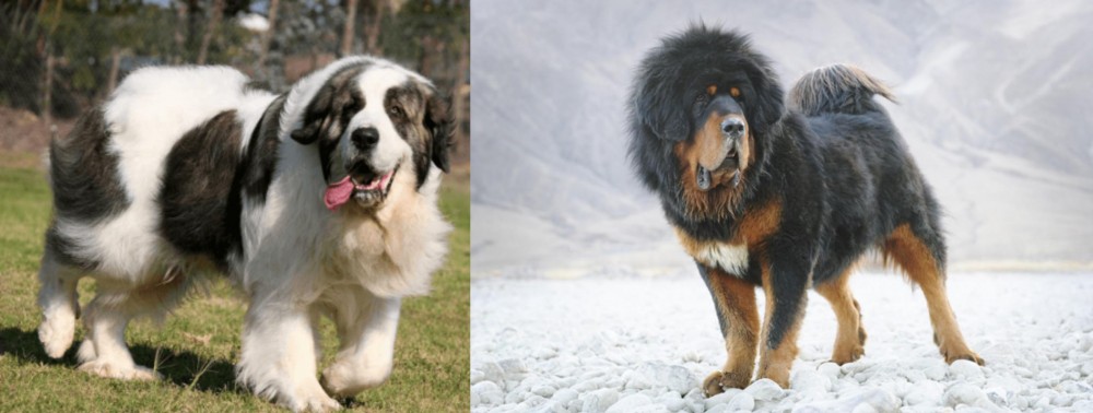 Tibetan Mastiff vs Pyrenean Mastiff - Breed Comparison