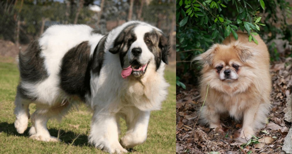 Tibetan Spaniel vs Pyrenean Mastiff - Breed Comparison