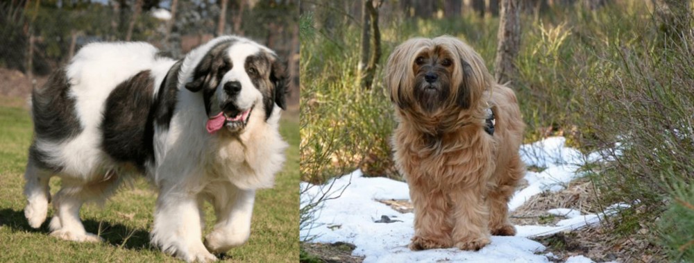 Tibetan Terrier vs Pyrenean Mastiff - Breed Comparison