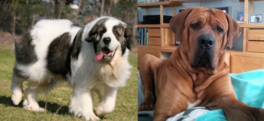 Tosa vs Pyrenean Mastiff - Breed Comparison