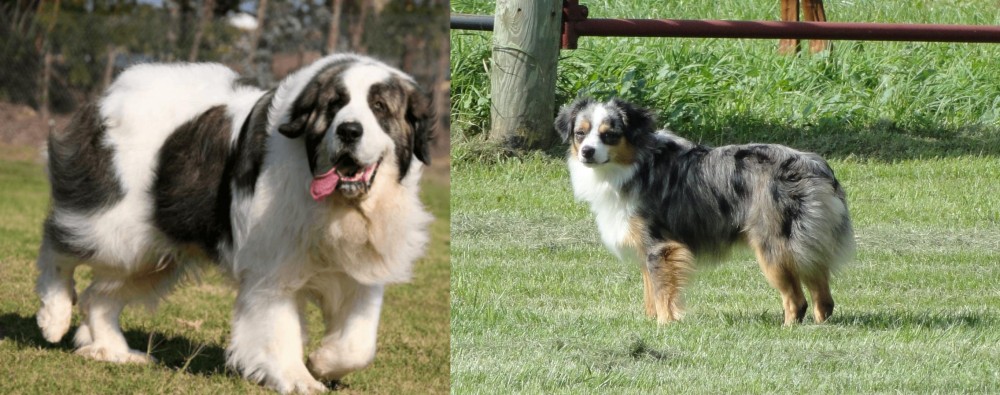 Toy Australian Shepherd vs Pyrenean Mastiff - Breed Comparison