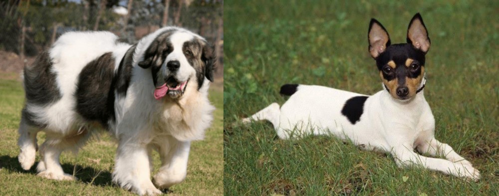 Toy Fox Terrier vs Pyrenean Mastiff - Breed Comparison