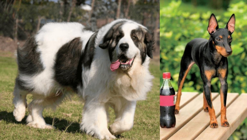 Toy Manchester Terrier vs Pyrenean Mastiff - Breed Comparison