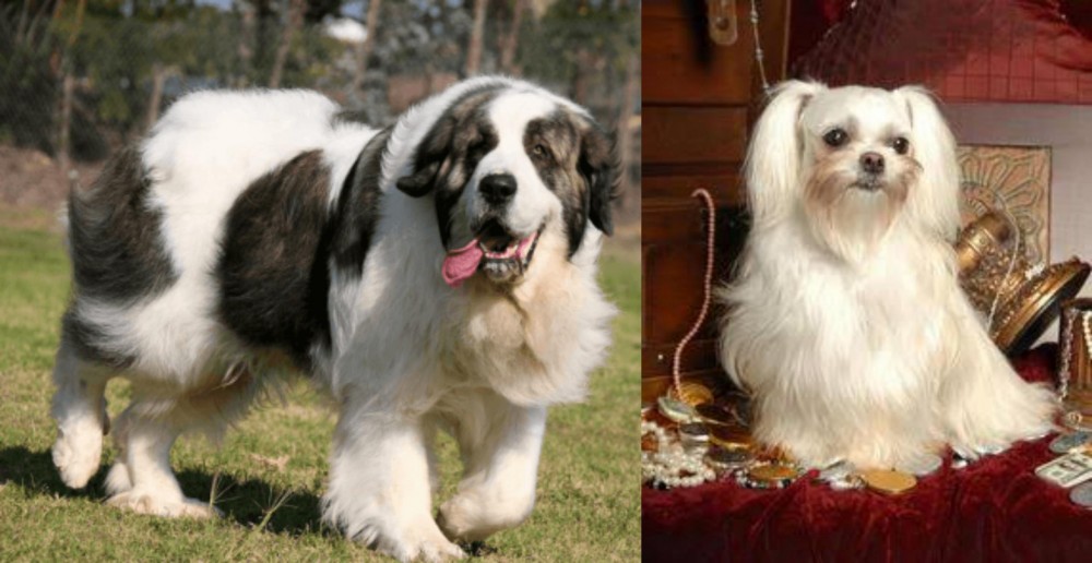 Toy Mi-Ki vs Pyrenean Mastiff - Breed Comparison