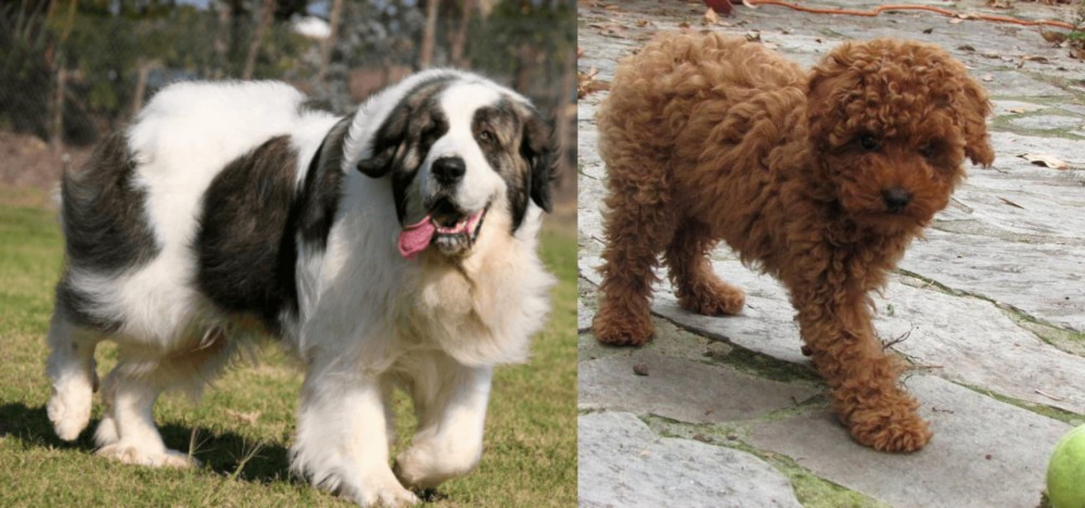 Toy Poodle vs Pyrenean Mastiff - Breed Comparison