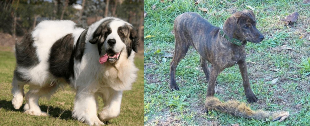 Treeing Cur vs Pyrenean Mastiff - Breed Comparison