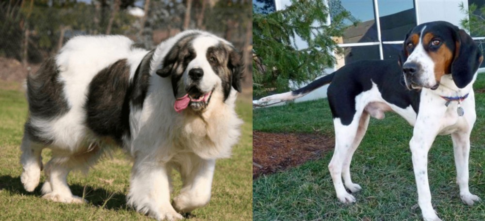 Treeing Walker Coonhound vs Pyrenean Mastiff - Breed Comparison
